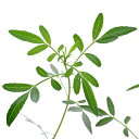 (観葉植物)サントリー ボンザマーガレット リーフ咲き チェリー 3.5号(1ポット) 北海道冬季発送不可