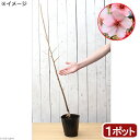 (盆栽)サクラ(桜) カワヅザクラ(河津桜) 苗 4~5号(1ポット) 休眠株