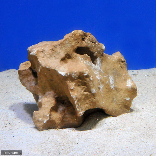 ◎熟成化石サンゴ　一年物　Sサイズ（15〜20cm）　1個（形状お任せ）