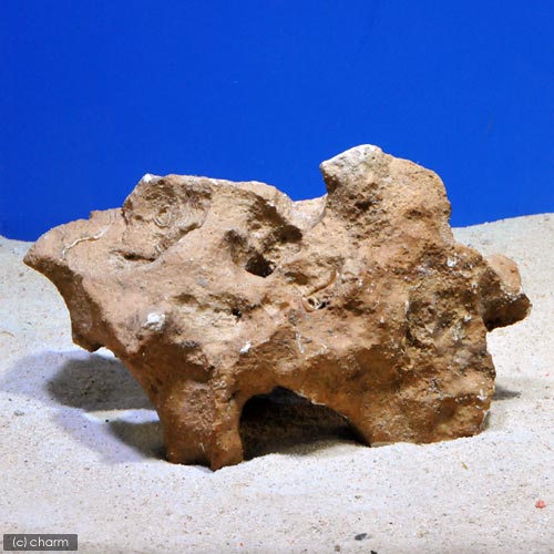 ◎熟成化石サンゴ　一年物　Lサイズ（25〜30cm）　1個（形状お任せ）レイアウトのベース用に！