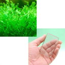 (水草)ホソバミズゼニゴケ(無農薬)(1パック) +リシアネット(中)(5) 本州・四国限定