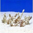 (海水魚)ライブロック 枝状SSサイズ(300g)(形状お任せ)