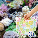 (海水魚)ポップカラー足し水くん 天然海水(海洋深層水)3リ...
