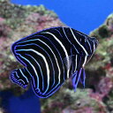 (海水魚)ヤッコ 東アフリカ産 サザナミヤッコ Sサイズ(1...