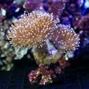 (海水 無脊椎)沖縄産 ウミキノコ ロングポリプ”コンビ” SS?Sサイズ(1個) 北海道・九州航空便要保温