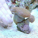 (海水 無脊椎)沖縄産 ウミキノコ ショートポリプ”コンビ” SS?Sサイズ(1個) 北海道・九州航空便要保温