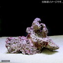 (海水魚)組上済み 養殖ライブロック Mサイズ(形状お任せ)