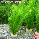 (水草)メダカ・金魚藻 ライフマルチ(茶) アナカリス(5個)