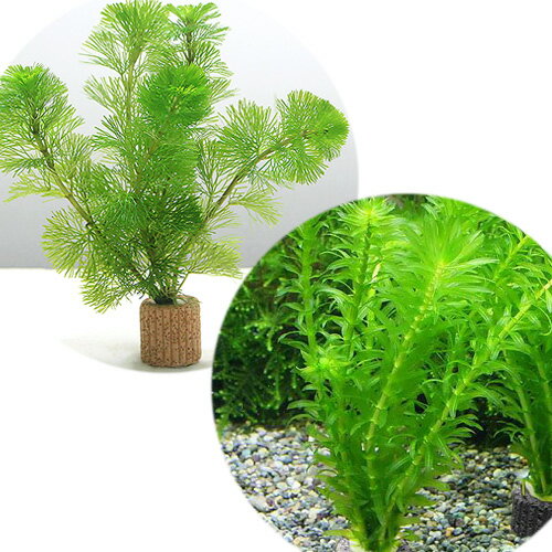 ■ライフマルチ　金魚藻セット（1セット）