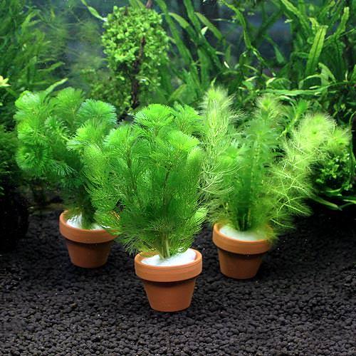 ■金魚藻　ミニ寄植え鉢（3ポット分）