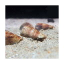C.P.Farm直送(海水魚 貝)石垣島産 マガキガイ 殻長...