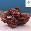 C.P.Farm直送(海水魚)一点物 石垣島産 養殖ライブロック“プレミアム” Lサイズ 1個 NO.824(0.4個口相当)別途送料
