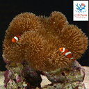 C.P.Farm直送(海水魚)一点物 石垣島産共生セット ハタゴイソギンチャク&カクレクマノミ・ペア&養殖ライブロック (0.74個口相当)別途送料