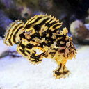 (海水魚)ハナオコゼ(1匹) 北海道航空便要保温
