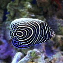 (海水魚 ヤッコ)スリランカ産 ウズマキヤッコ Mサイズ(1...