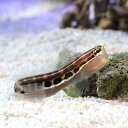 (海水魚)インド洋産 ヒトスジギンポ(1匹)