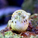 (海水魚 ヤドカリ)沖縄産 シロサンゴヤドカリ(1匹)