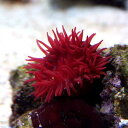 (海水魚 無脊椎)ウメボシイソギンチャク(1匹)...