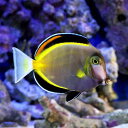 (海水魚)ナミダクロハギ(1匹)