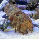 (海水魚)エビ カリビアンスリッパーロブスター Lサイズ(1匹) 沖縄別途送料 北海道・九州航空便要保温