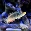 (海水魚)トモシビイトヒキベラ(1匹)
