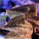 (海水魚 貝 無脊椎)沖縄産 トサカガキ パープル(1匹)