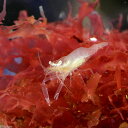 (海水魚 エビ)ホシナシイソギンチャクエビ(1匹) 北海道航空便要保温