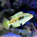 (海水魚)タコベラ(1匹)