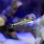 (海水魚)クロユリハゼ Sサイズ(1匹) 北海道・九州・沖縄航空便要保温 2,230円