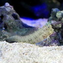 (海水魚)シマギンポ(ブレニー)(1匹)