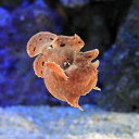 (海水魚)イロカエルアンコウ ミックスカラー Sサイズ(1匹) 北海道・九州航空便要保温