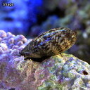 (海水魚 貝 無脊椎)ヤクシマダカラガイ 幼貝(1匹) 北海...