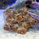 (海水魚 ヒトデ)ビスケットスター ミックスカラー(1匹) ...