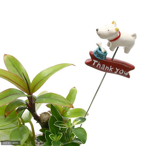 ߥ˥ߥ˥˥ޥԥåTHANKYOU ڤб_