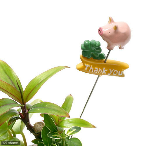 ߥ˥ߥ˥˥ޥԥåTHANKYOU֥ ڤб_