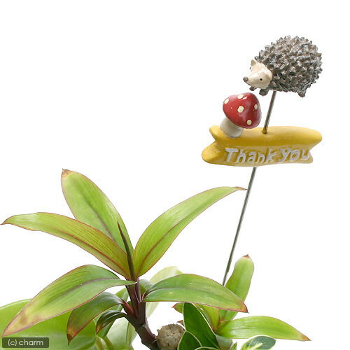 ߥ˥ߥ˥˥ޥԥåTHANKYOUϥͥ ڤб_