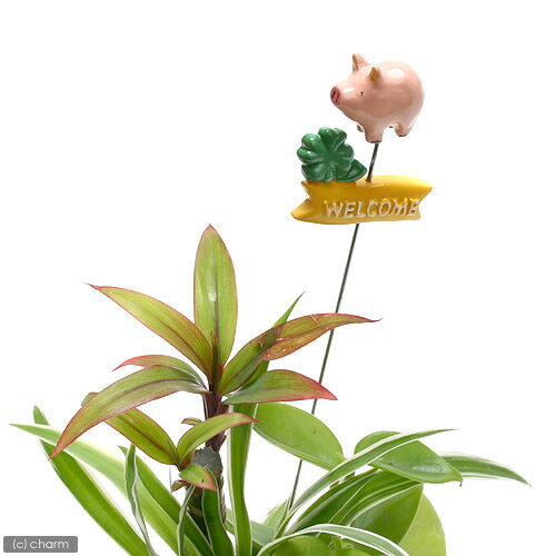 Ԥ10¤եߥ˥ߥ˥˥ޥԥåWELCOME֥ ڤб_