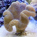 (海水魚 サンゴ)沖縄産 オオウミキノコ Lサイズ(1個)