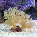 (海水魚 サンゴ)沖縄産 コフキウミアザミ Sサイズ(1個)...