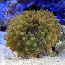 (海水魚 無脊椎)サンゴイソギンチャク グリーン Lサイズ(...