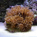 (海水魚 無脊椎)ベトナム産センジュイソギンチャク おまかせカラー Lサイズ(1匹) 北海道航空便要保温