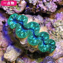 (海水魚 無脊椎)一点物 ヒメジャコガイ スペシャルカラー CM-9791(1匹)