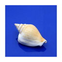 (海水魚 貝殻)シェルコレクション スイショウガイ Mサイズ(3個)(形状おまかせ)