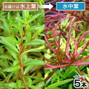 (水草)ニードルリーフ ルドウィジア(水上葉)(無農薬)(5本)
