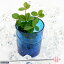 (観葉植物)ミニ観葉 オアシス苗 ペペロミア アングラータ(1苗)