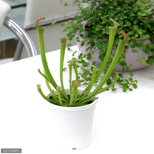 虫を捕食する脅威の植物！一風変わったインテリアにも！（食虫植物）サラセニア　ファーンハミー　3号（1ポット）