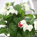 (観葉植物)ゲンペイボク(源平木) 4号(1鉢) 開花終了株