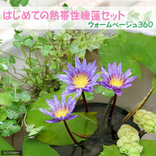 ◆はじめての熱帯性睡蓮セット　《蕾付き》睡蓮青紫＋ムチカ＋浮草＋睡蓮鉢（ウォームベージュ360）他《説明書付き》《沖縄・離島不可》涼しげな睡蓮と幸せを呼ぶ四つ葉のクローバーを大切な人へ！