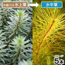 (水草)ロタラsp.ベトナム レッド(水上葉)(無農薬)(5本)