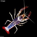 (ザリガニ)色指定なし タイゴーストザリガニ トリカラー系 メス Lサイズ(1匹)